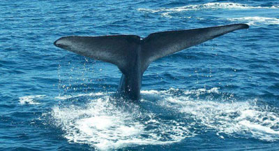 Blue Whale Tail