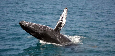 Humpback Whale