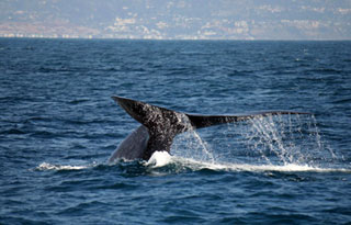 Blue Whale Fluke